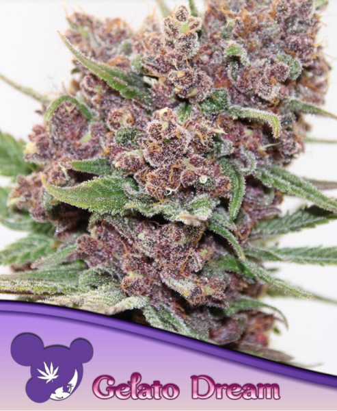 Samen 3x Gelato Dream Feminisiert Anesoa Seeds